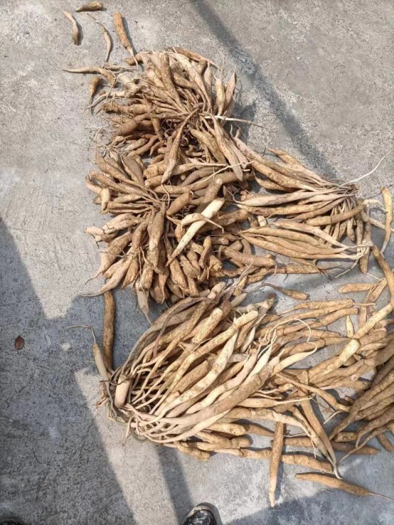 深山老林野生中药材百部