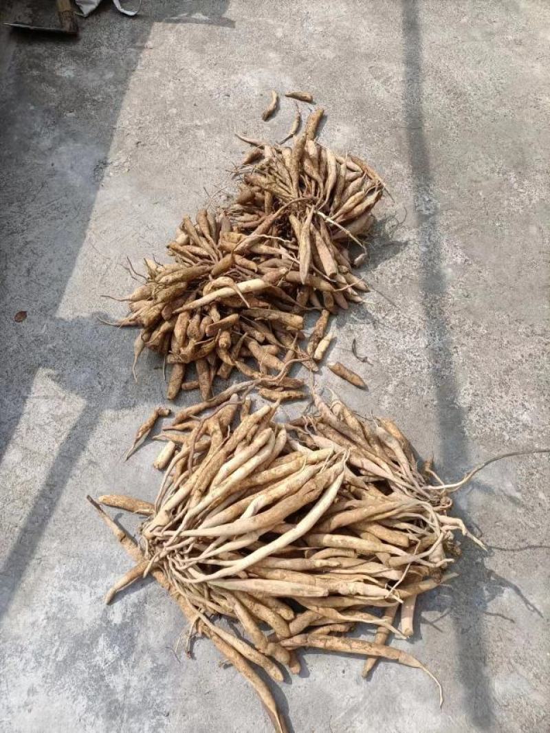 深山老林野生中药材百部
