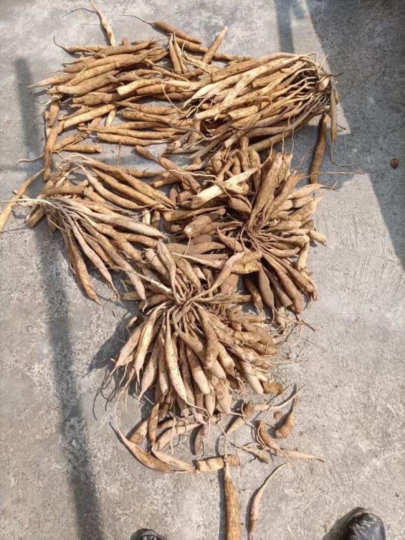 深山老林野生中药材百部