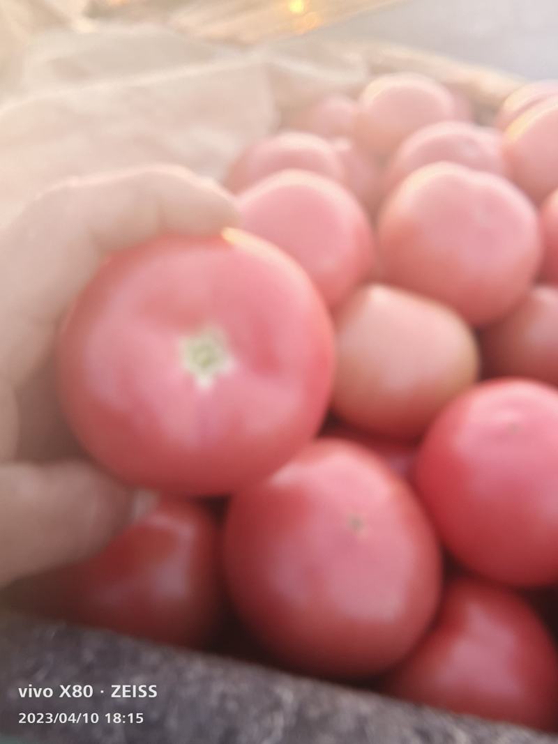 硬粉西红柿