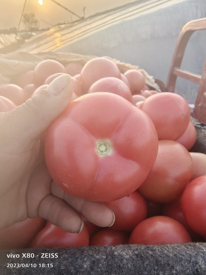 硬粉西红柿