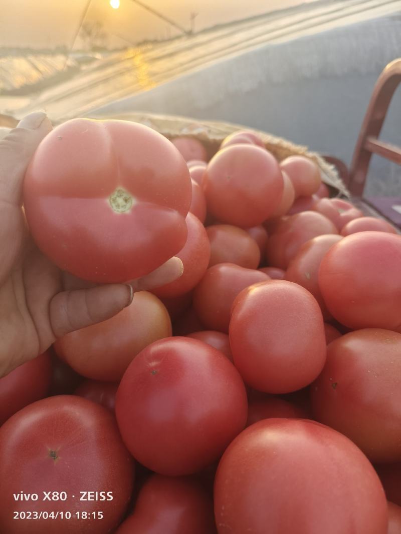 硬粉西红柿