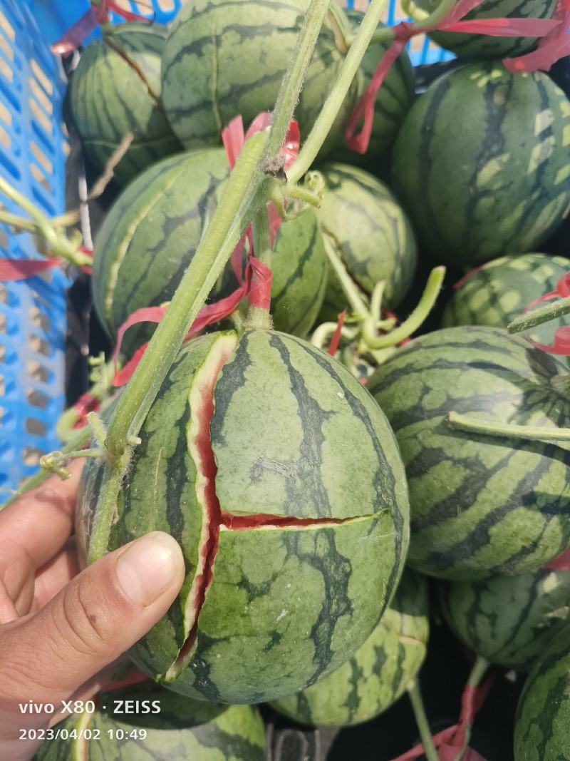 礼品小西瓜