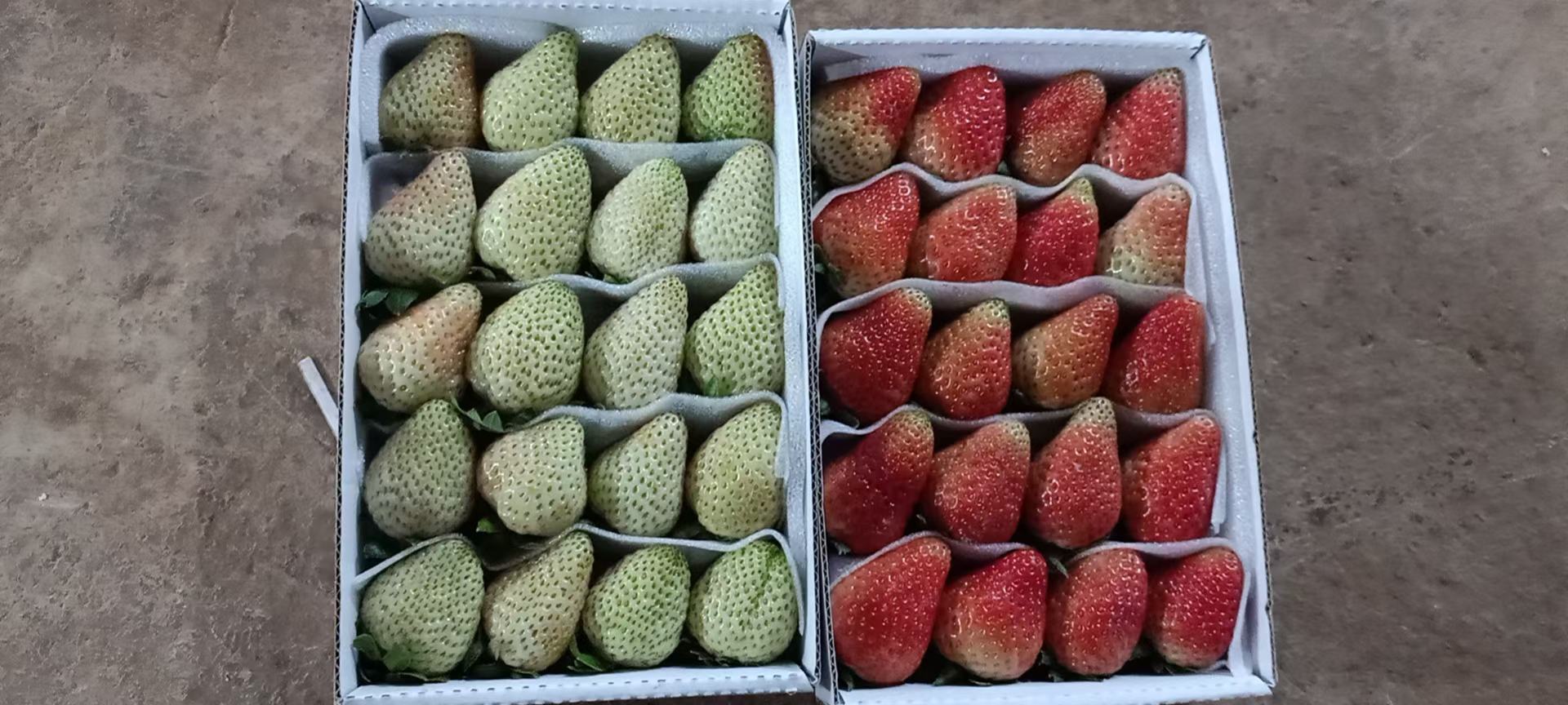 草莓香蕉圣诞老人成品图