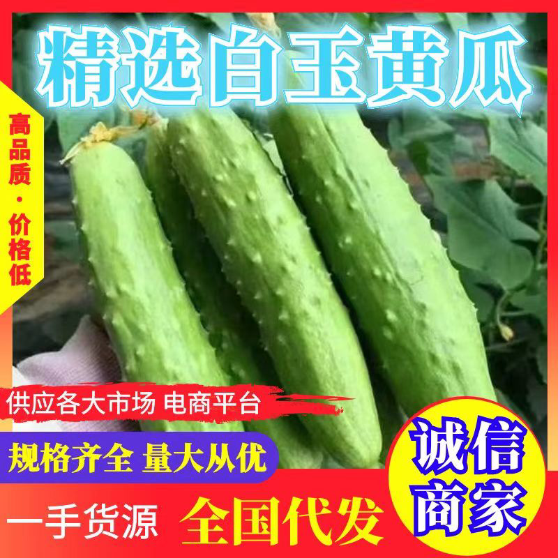 山东海阳白黄瓜白玉黄瓜水果黄瓜奶香脆嫩宜人新鲜采摘