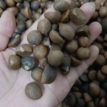 油茶籽老树品种