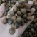 油茶籽老树品种
