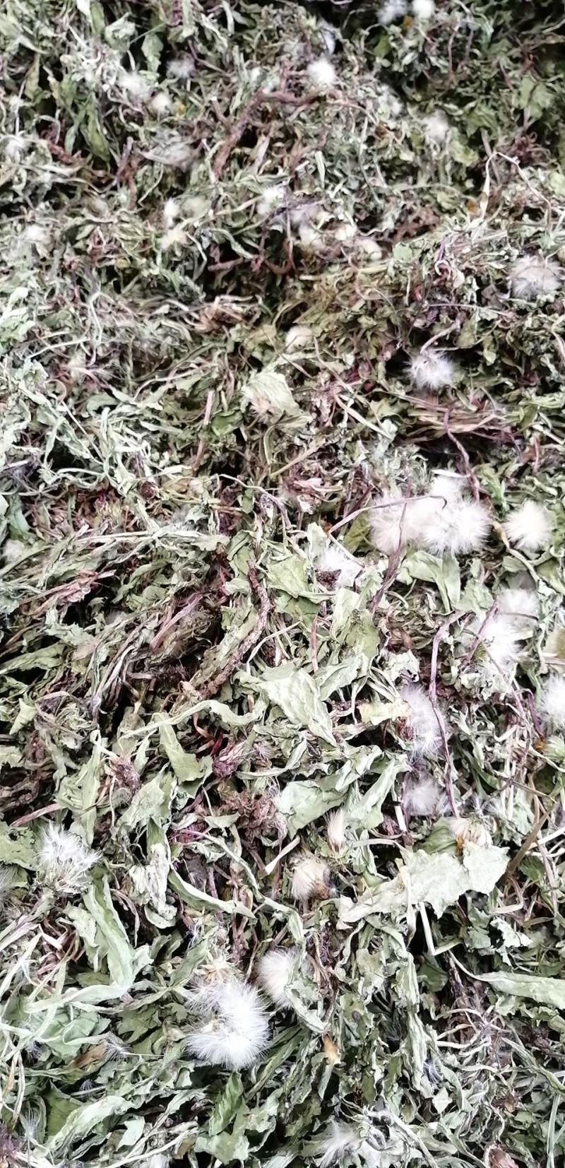 药用野生蒲公英，全草带根的，干净质量好，药用价值高