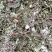 药用野生蒲公英，全草带根的，干净质量好，药用价值高