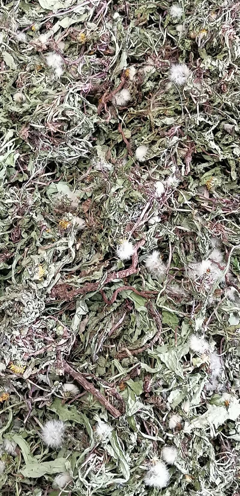 药用野生蒲公英，全草带根的，干净质量好，药用价值高