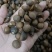 油茶籽老树品种