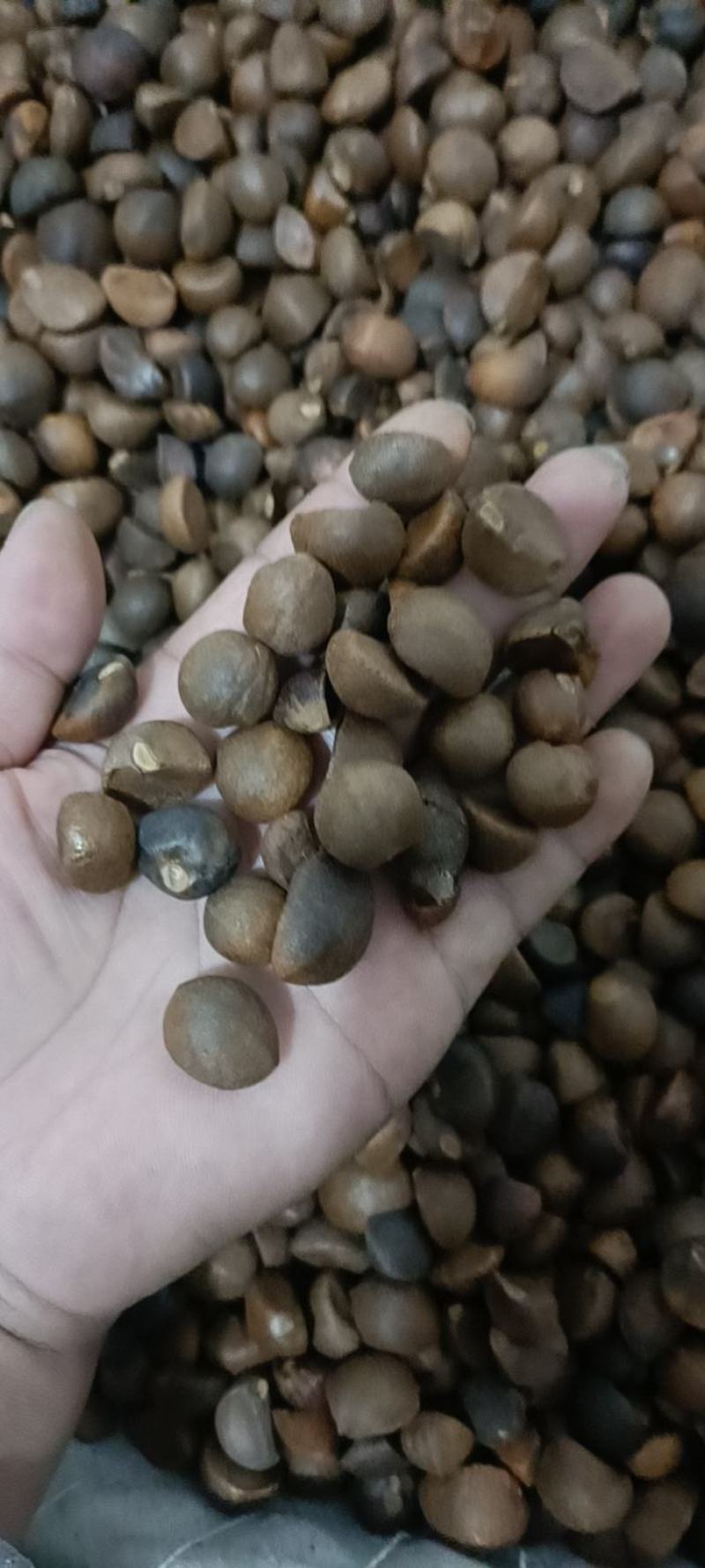 油茶籽老树品种