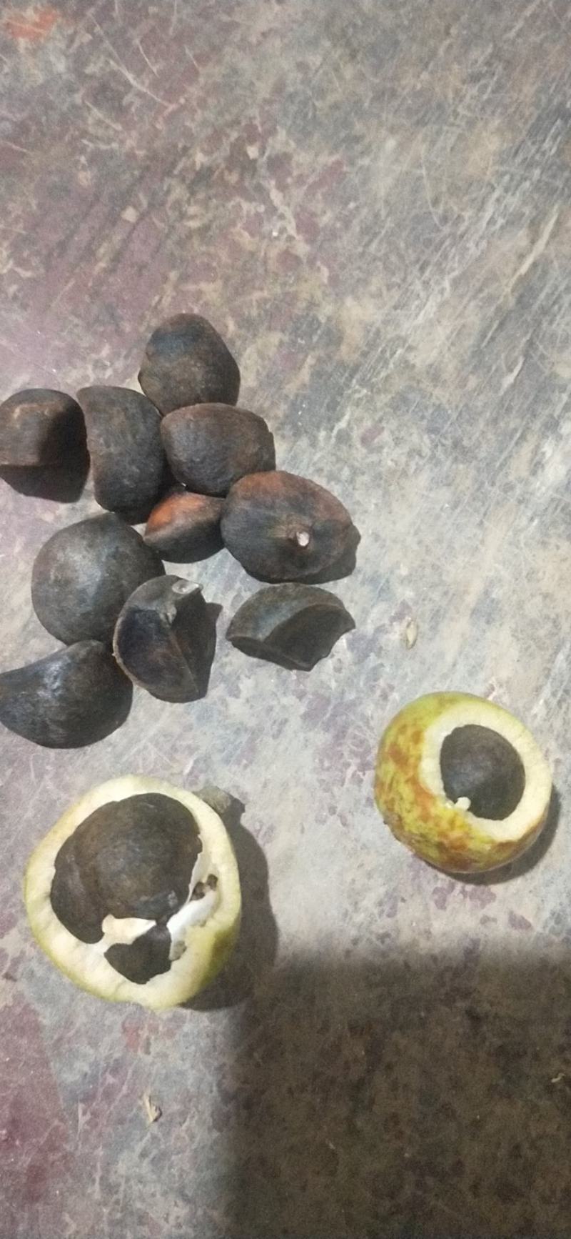 油茶籽老树品种