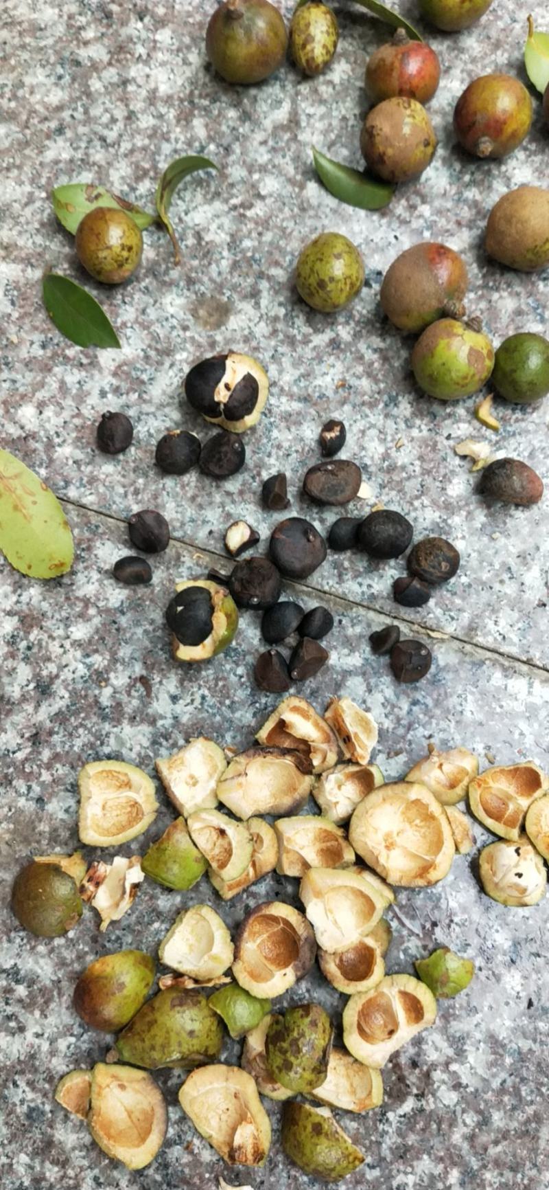 油茶籽老树品种