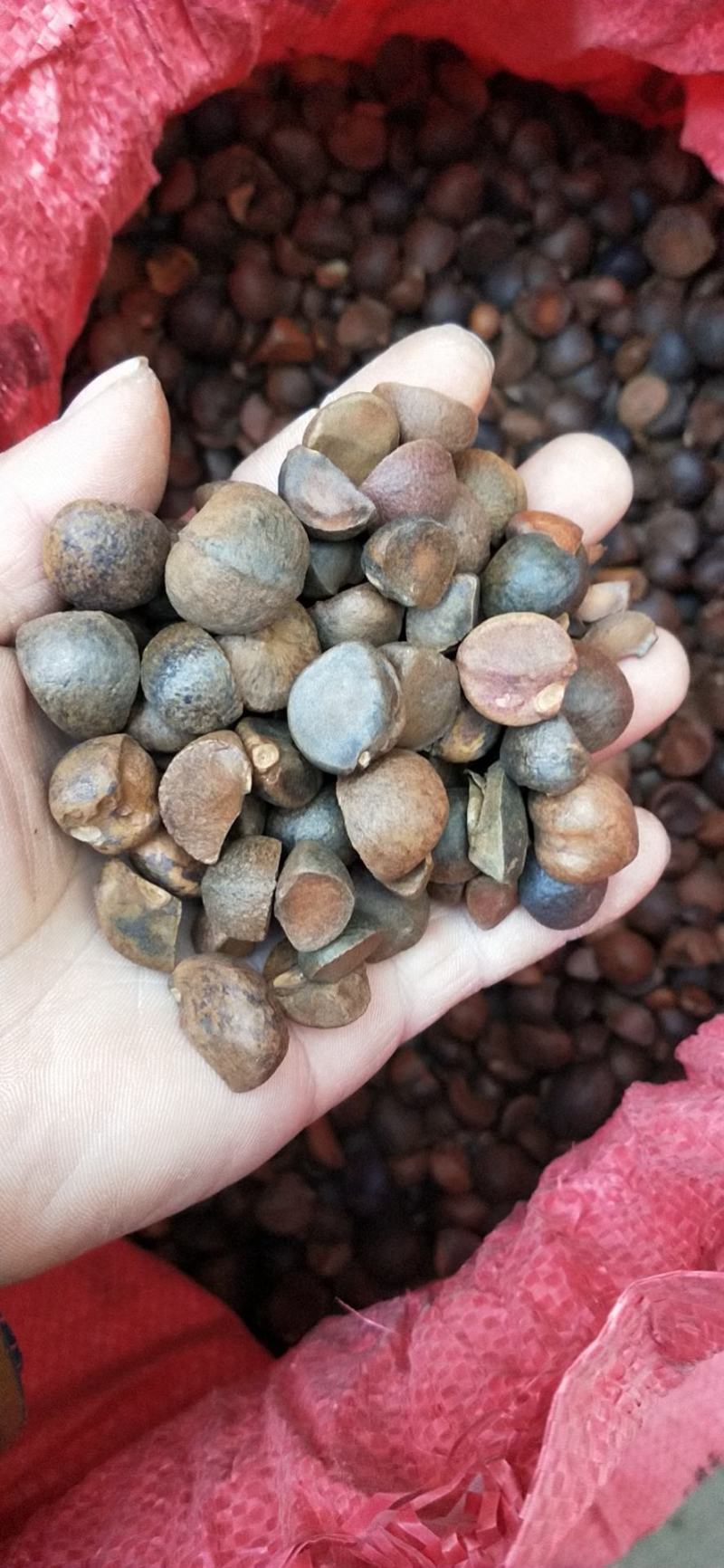 油茶籽老树品种