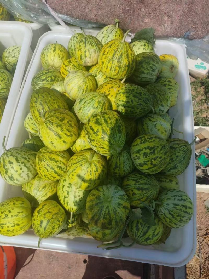 本地各种甜瓜大量上市中，口感甜个头大，