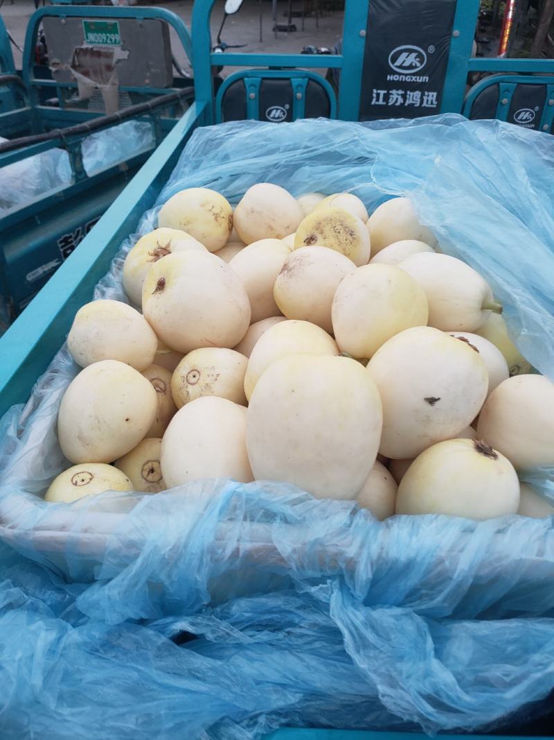 本地各种甜瓜大量上市中，口感甜个头大，