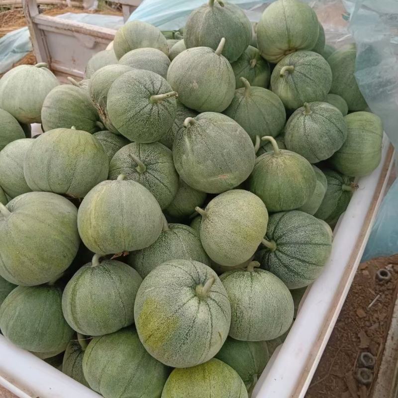 本地各种甜瓜大量上市中，口感甜个头大，