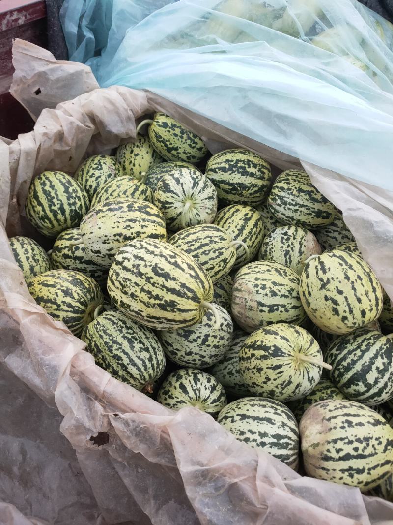 本地各种甜瓜大量上市中，口感甜个头大，