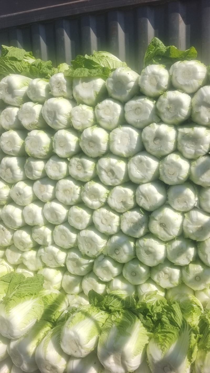 白菜