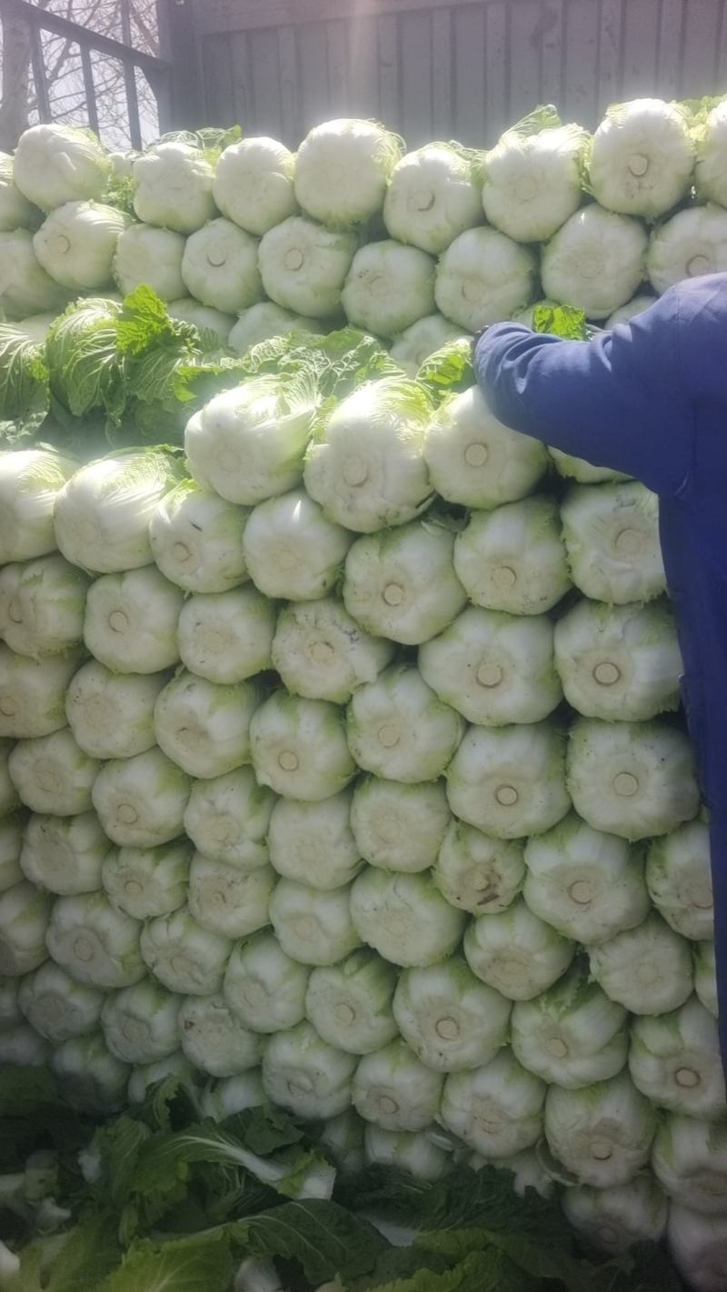 白菜