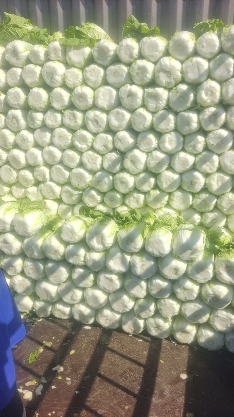 白菜
