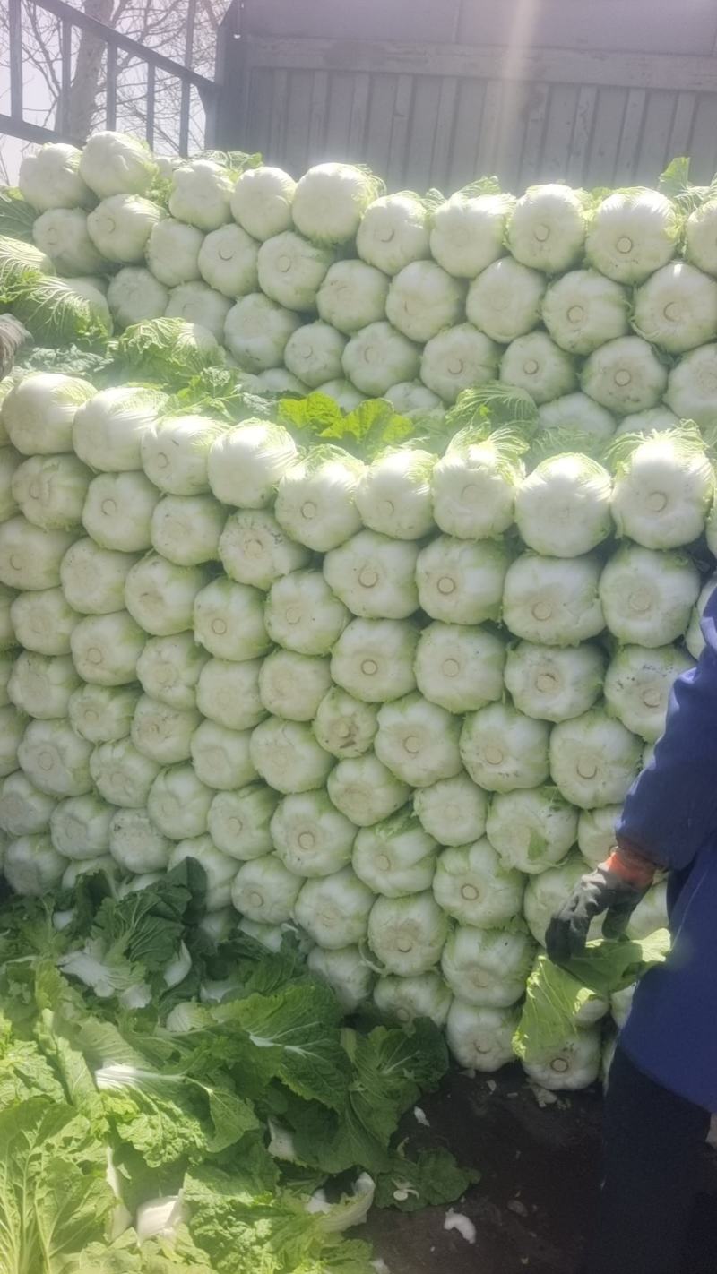 白菜