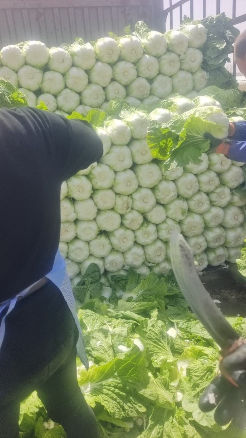 白菜