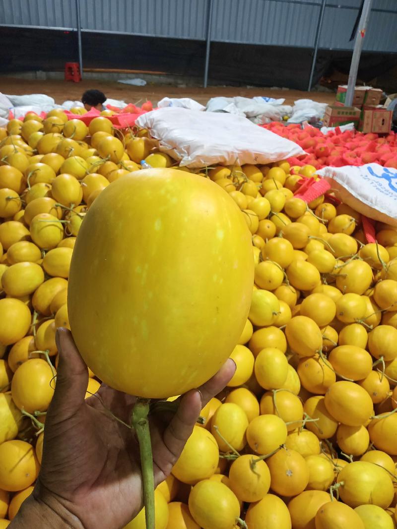 海南哈密瓜，金香玉蜜瓜，可供全国市场，电商平台