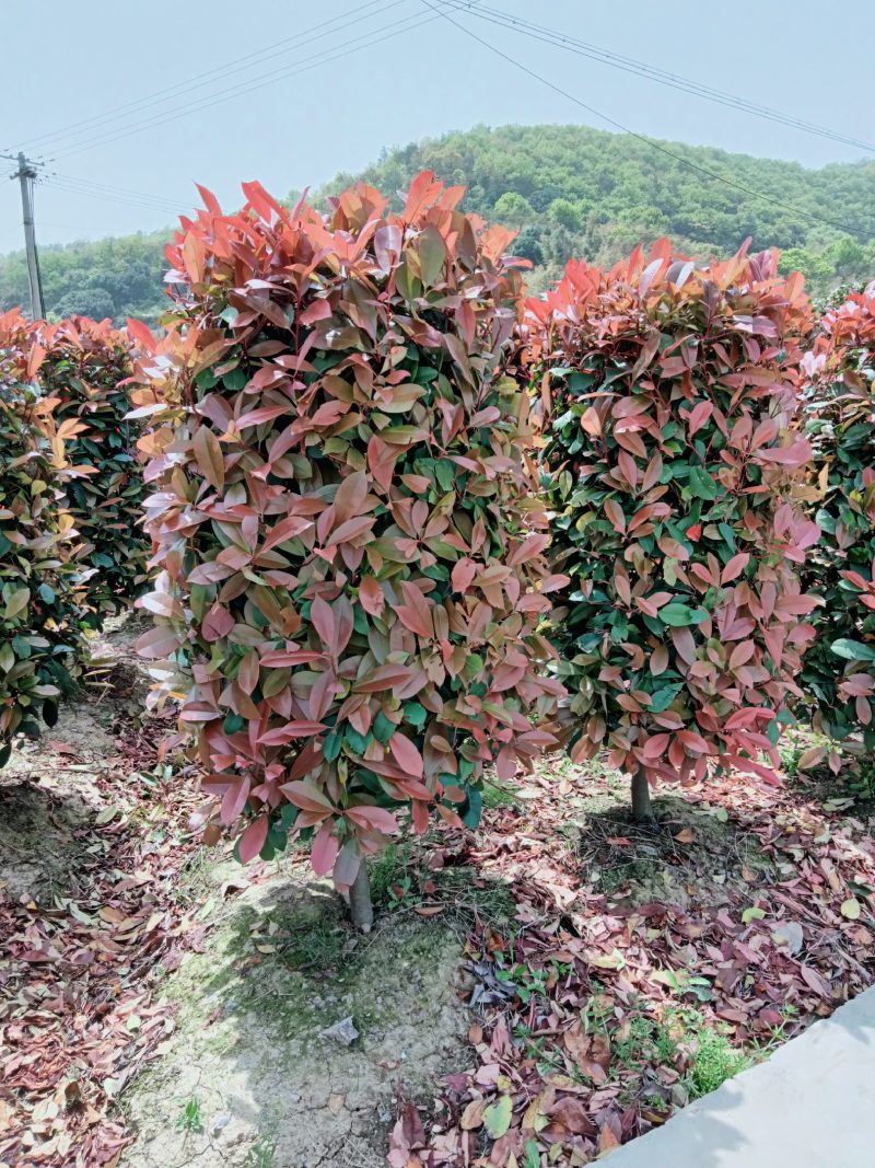 红叶石楠