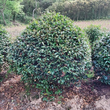 茶梅球