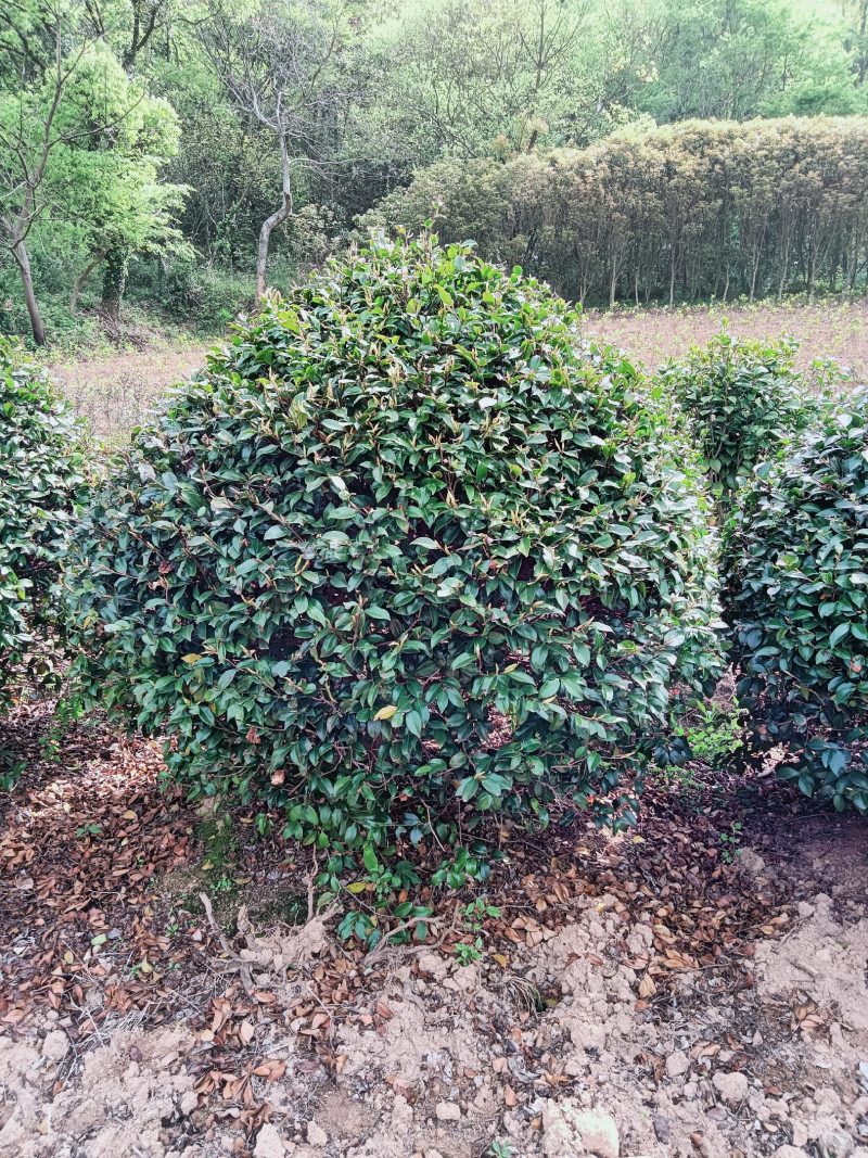 茶梅球