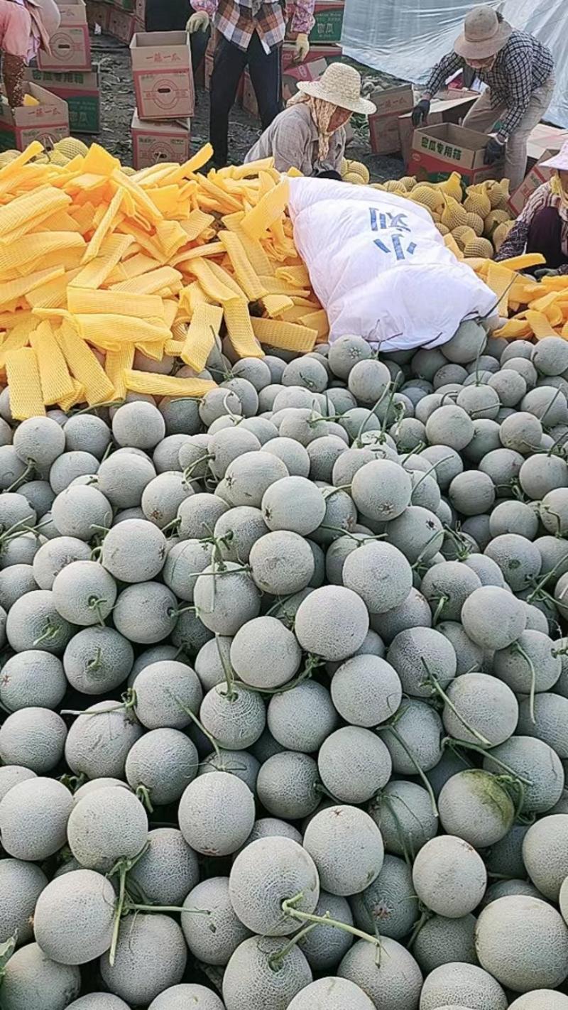 海南哈密瓜，精品网纹瓜，可供全国市场，电商平台