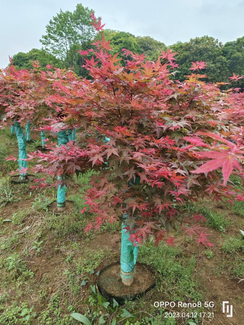 日本红枫红舞姬袋苗6—12公分有货