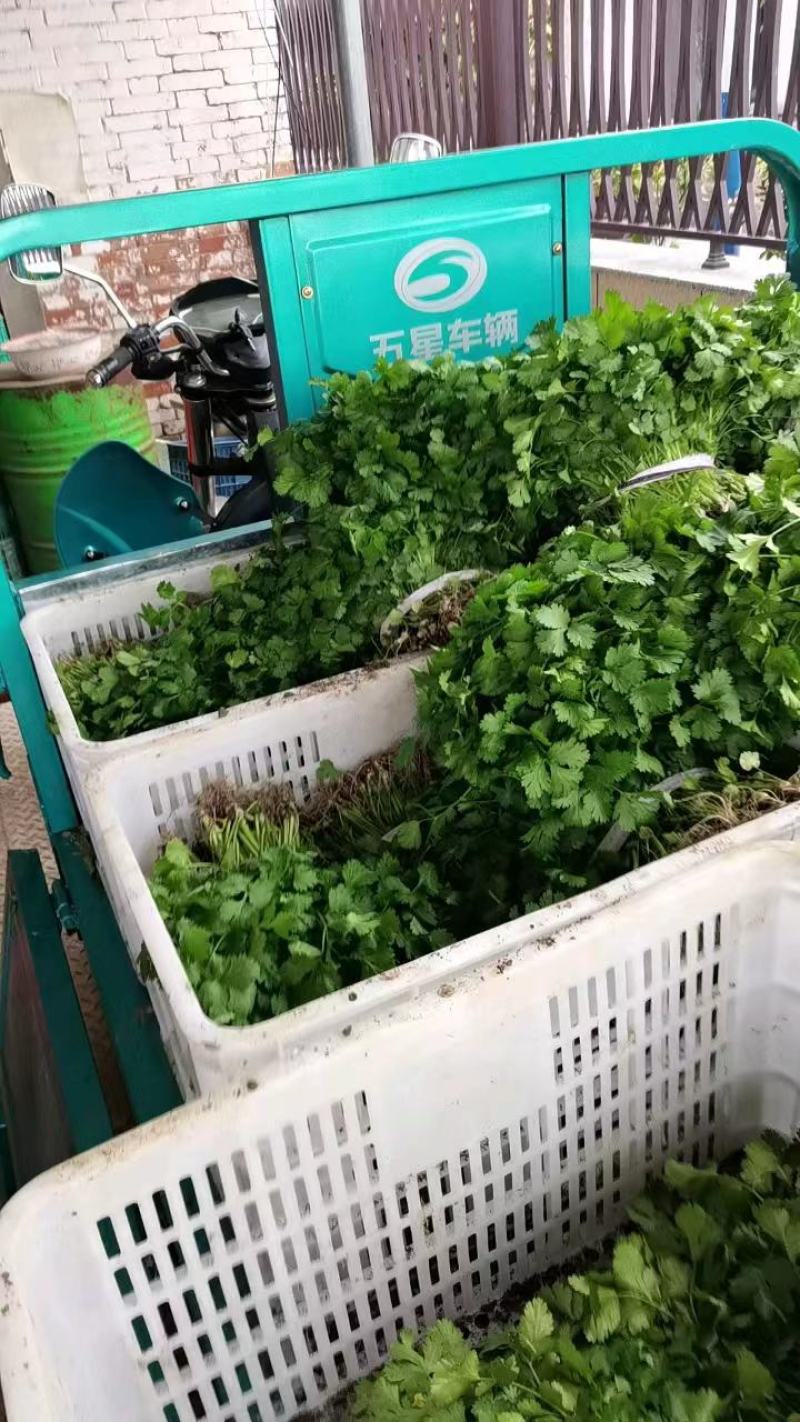 香菜