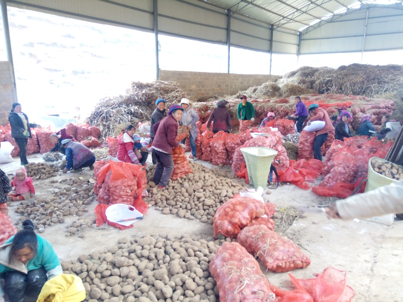 土豆，马铃薯