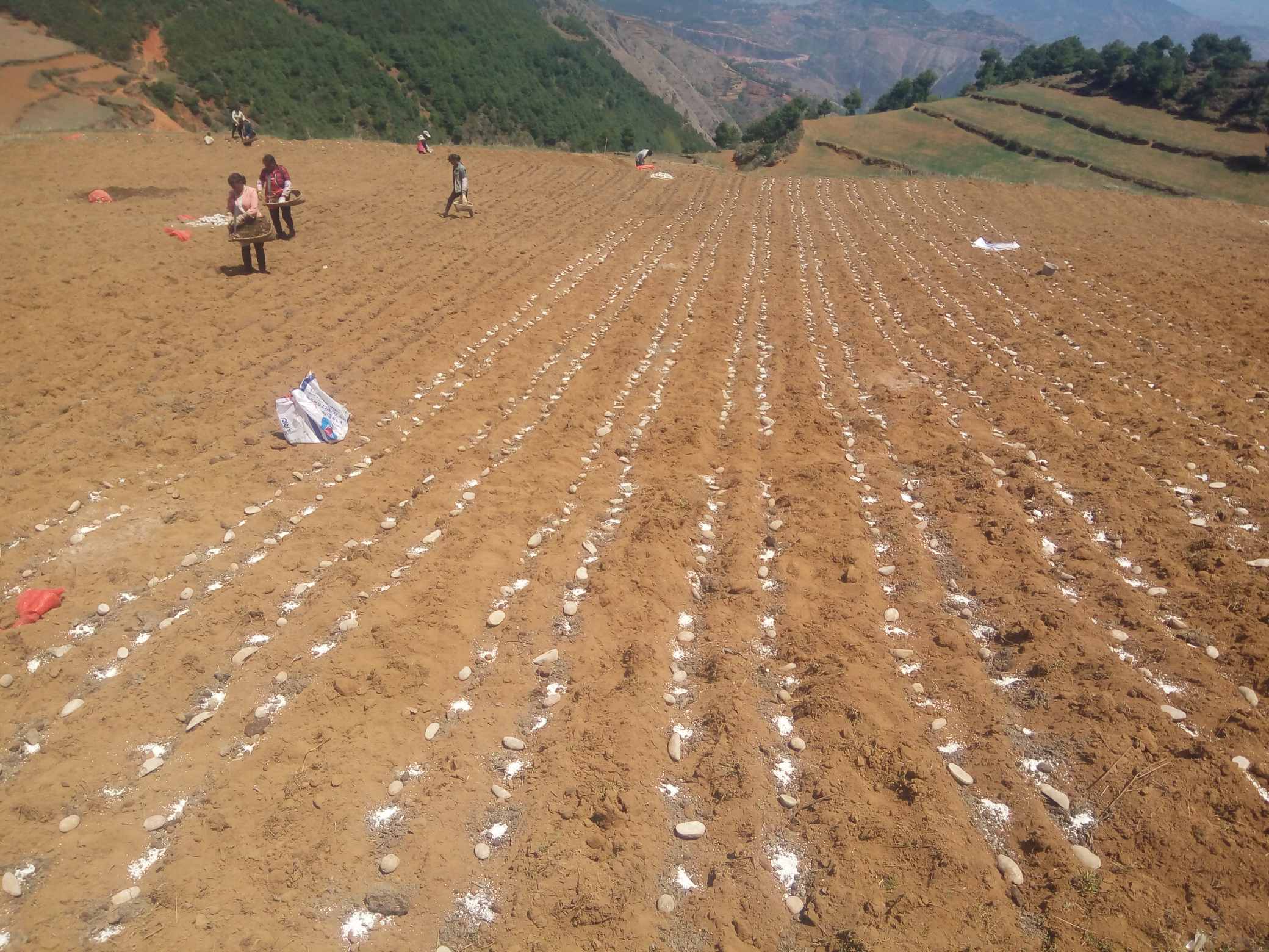 家庭种植发芽土豆