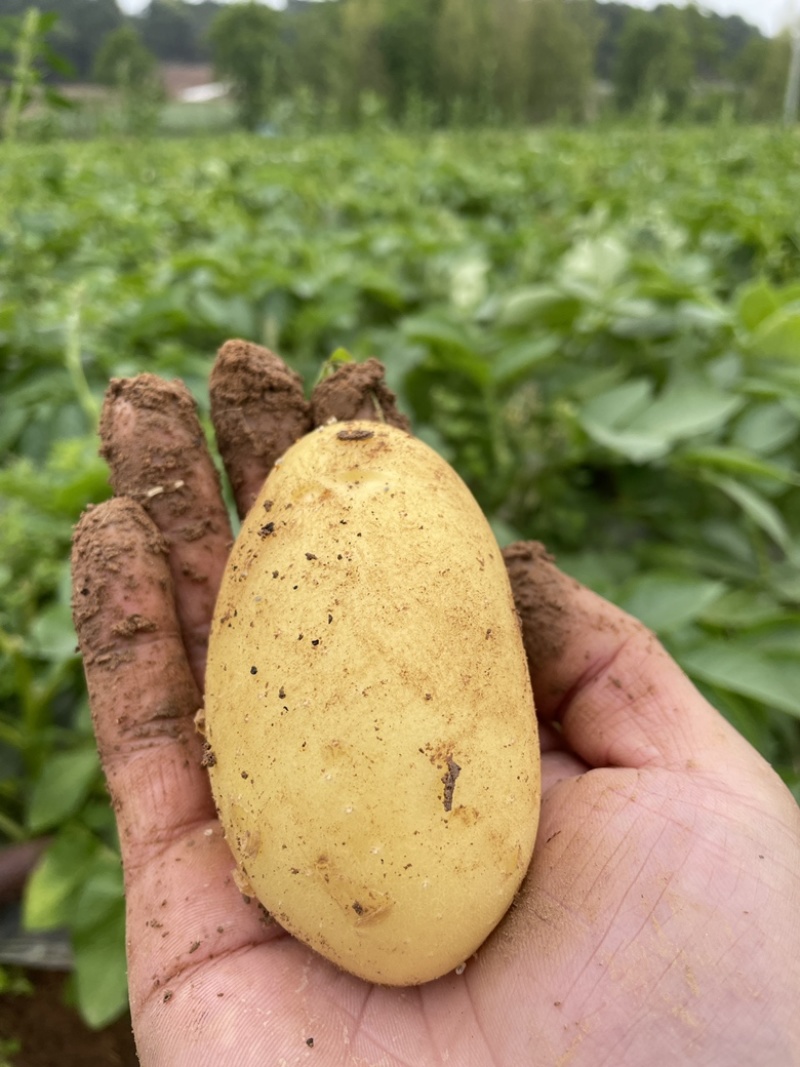 简阳实验一号、V7、希森土豆个头大无虫眼表皮光滑