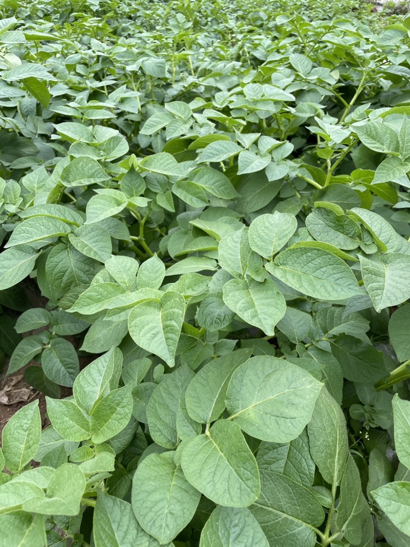 简阳实验一号、V7、希森土豆个头大无虫眼表皮光滑