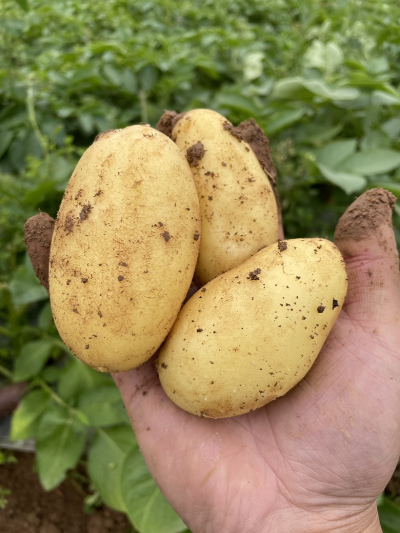 简阳实验一号、V7、希森土豆个头大无虫眼表皮光滑
