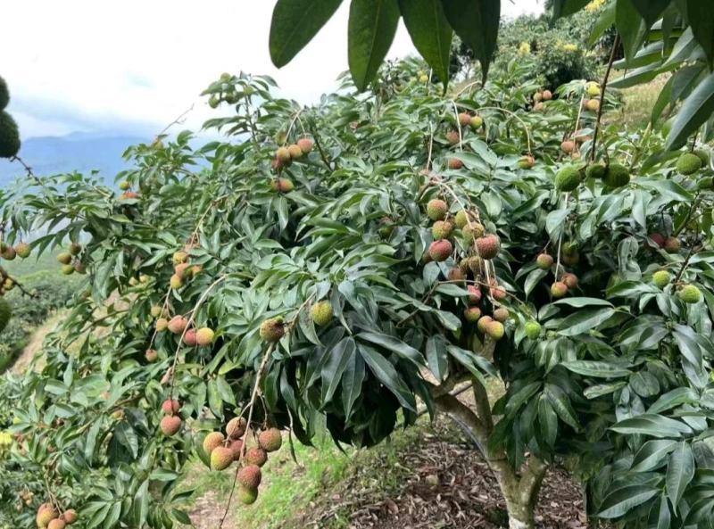 荔枝妃子笑荔枝品质保证代发全国实力供货