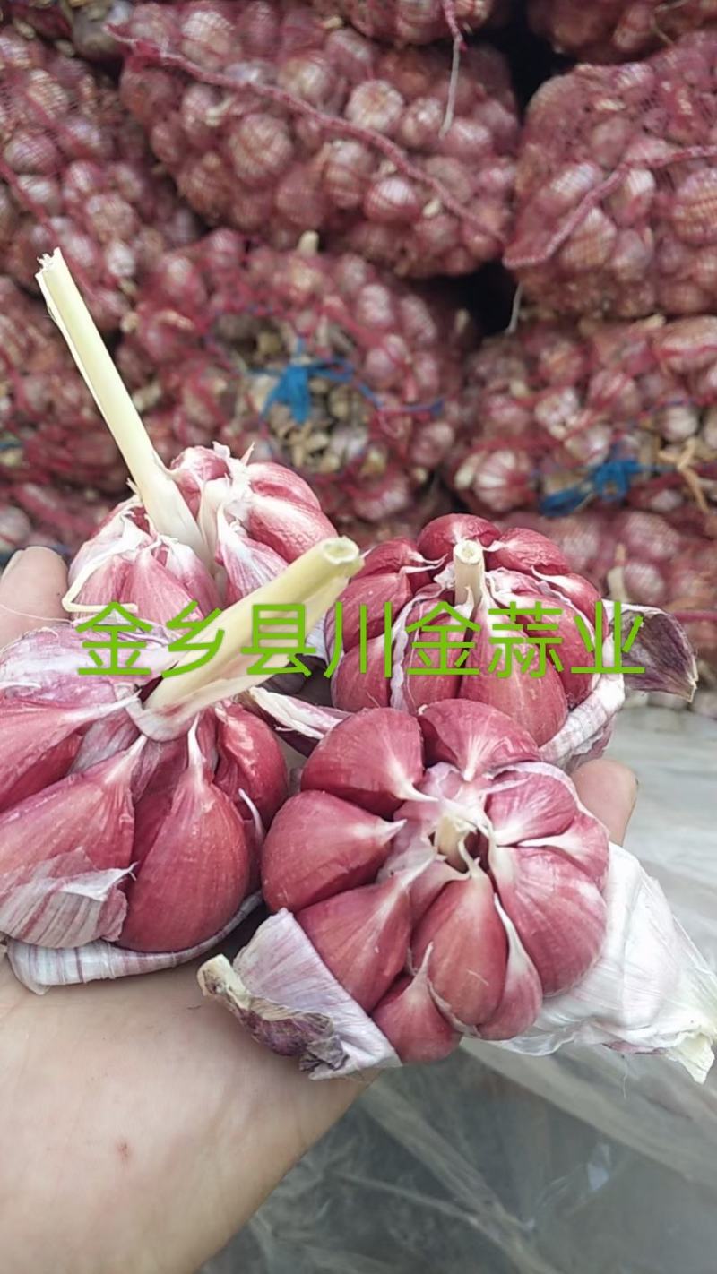 大蒜紫皮大蒜金乡紫皮大蒜基地供应量大从优质量保障