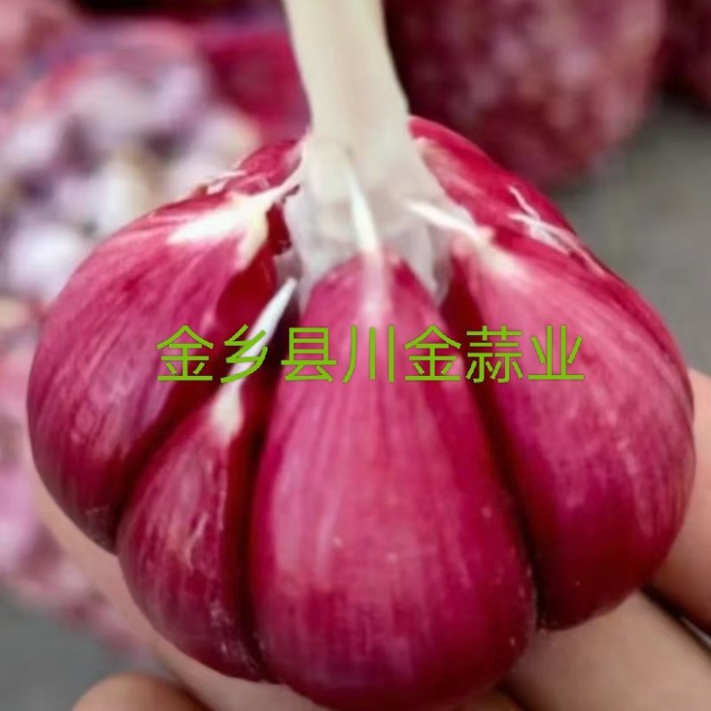 大蒜紫皮大蒜金乡紫皮大蒜基地供应量大从优质量保障