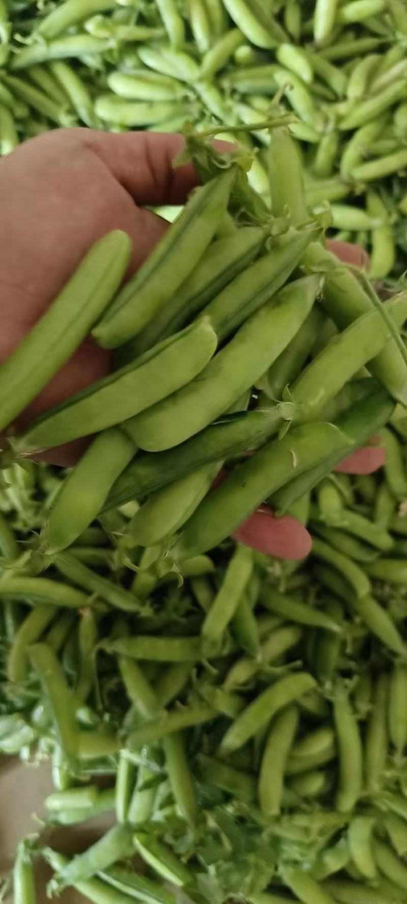 新鲜豌豆荚/豌豆/豌豆角大量上市，现采现发保质保量！