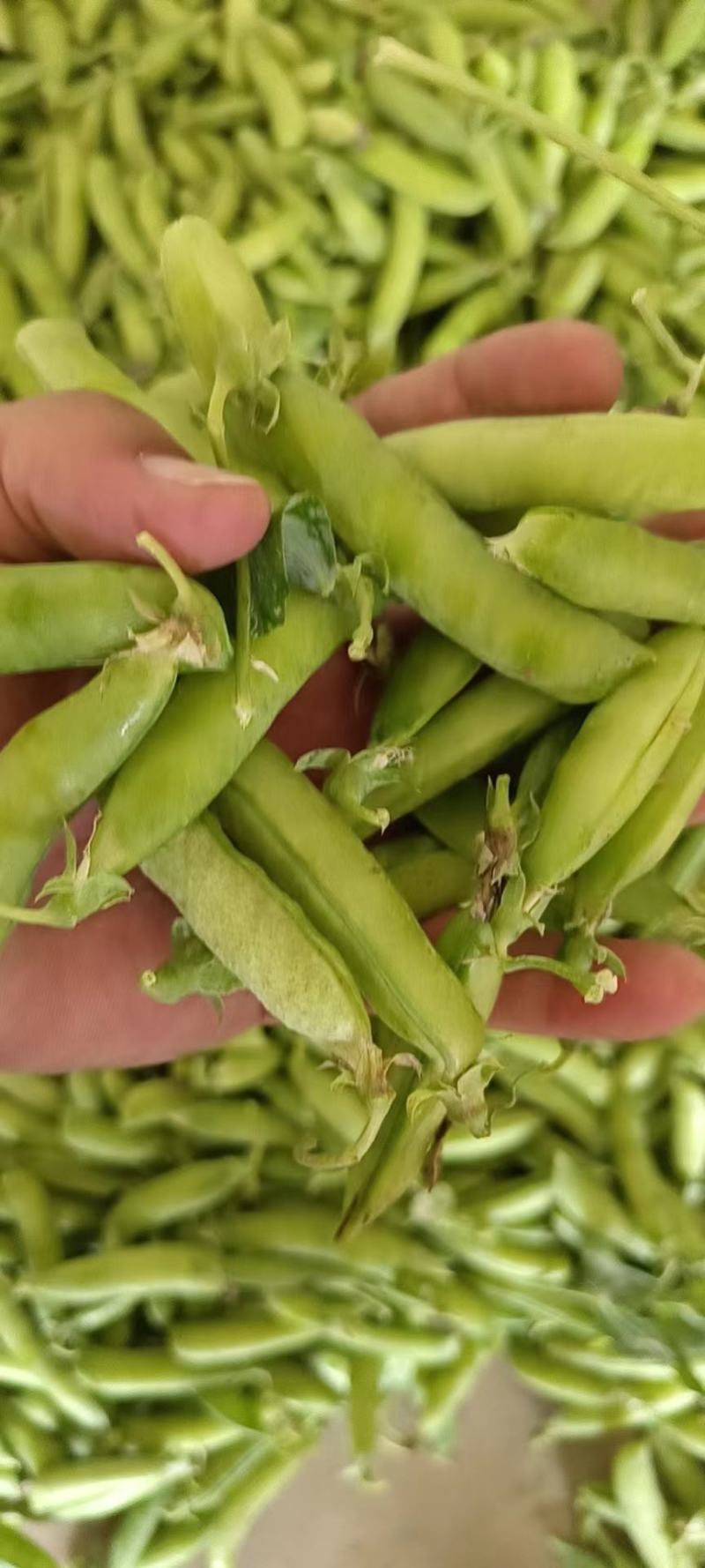 新鲜豌豆荚/豌豆/豌豆角大量上市，现采现发保质保量！