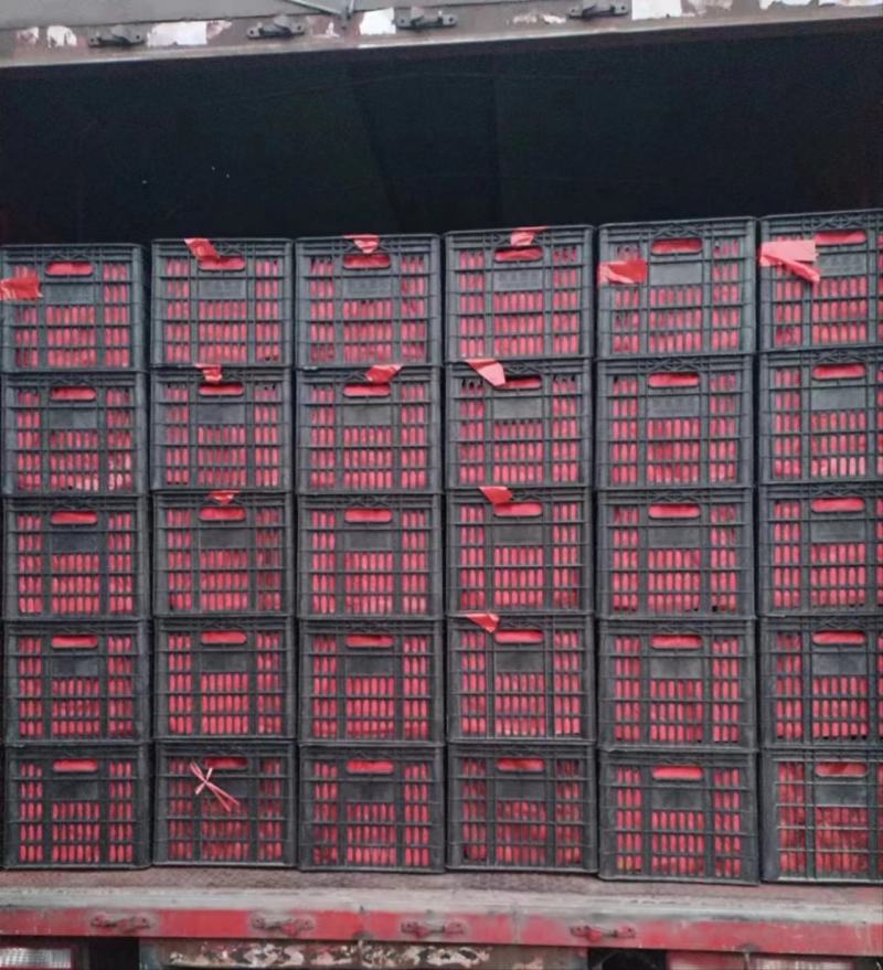 山东西红柿产地精品货源可供电商品质优提供各类规格