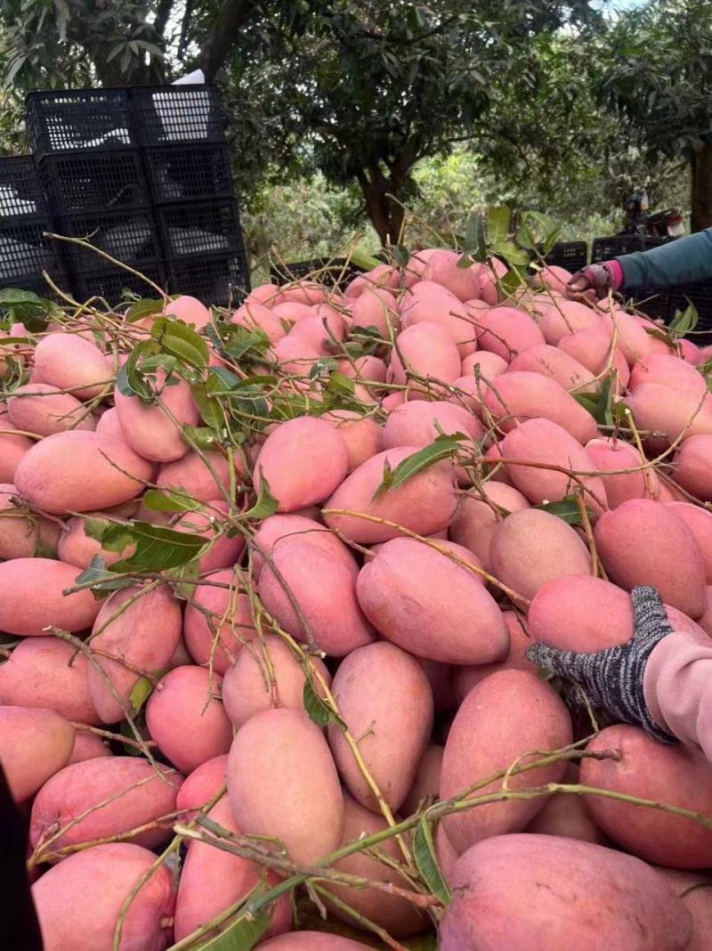 芒果蜜芒玉芒产区直发保质保量代发全国