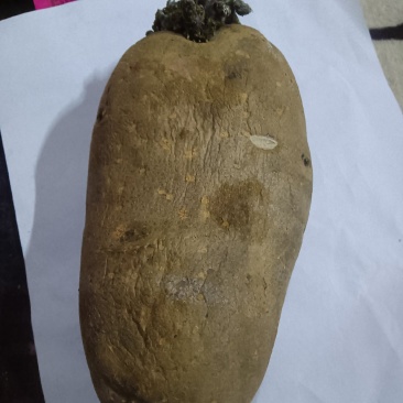 土豆，马铃薯