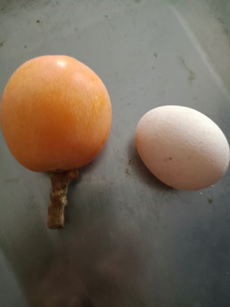 金沙江大五星枇杷，上市中，皮薄肉厚核小味甜。