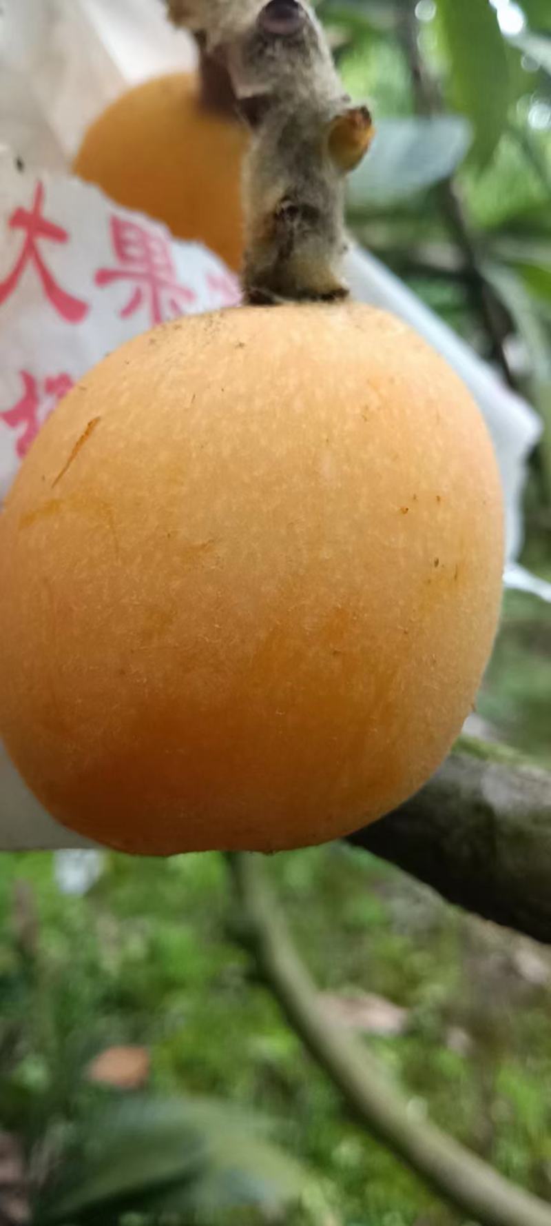 金沙江大五星枇杷，上市中，皮薄肉厚核小味甜。